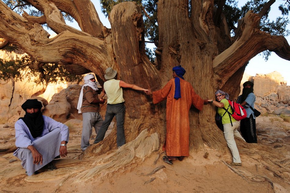 I cipressi del Sahara I cipressi del Sahara
