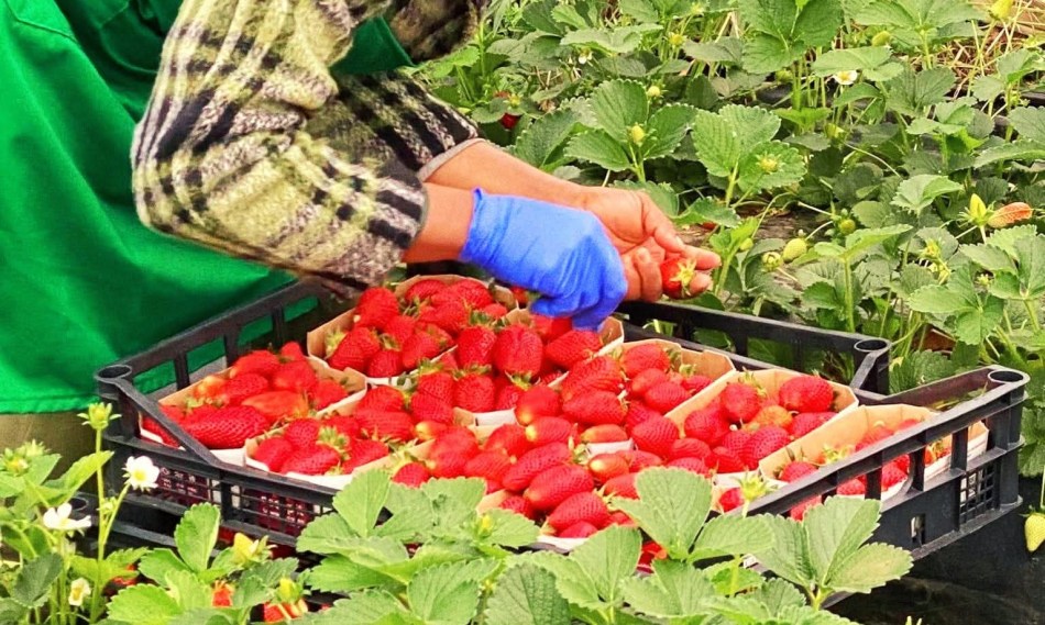 È finita la stagione delle fragole È finita la stagione delle fragole
