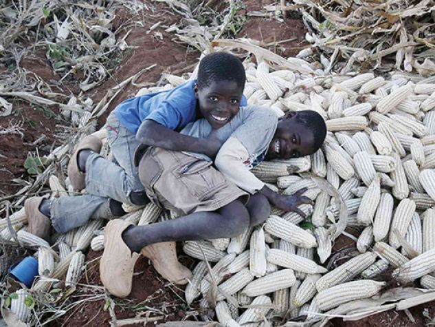 Bambini in Malawi durante la raccolta del mais