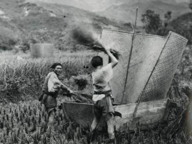 Abitanti dello Shaanxi impegnati nella battitura dei cereali. 