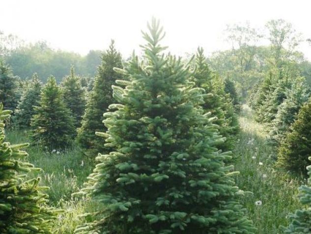 Albero di Natale: il valore ecosostenibile di un abete vero