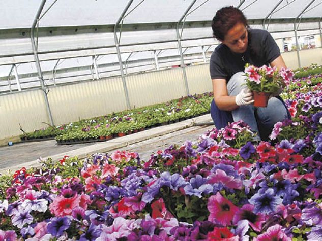 coltivazione di fiori in cooperativa