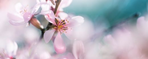 Noi, «superfiori» in Gesù Cristo