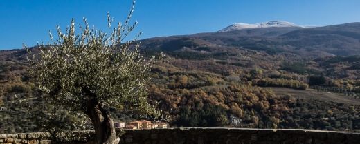 L'olivo di Seggiano