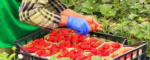 È finita la stagione delle fragole