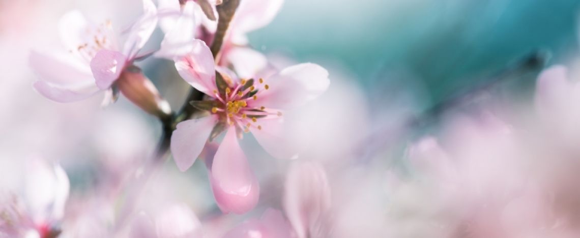 Noi, «superfiori» in Gesù Cristo