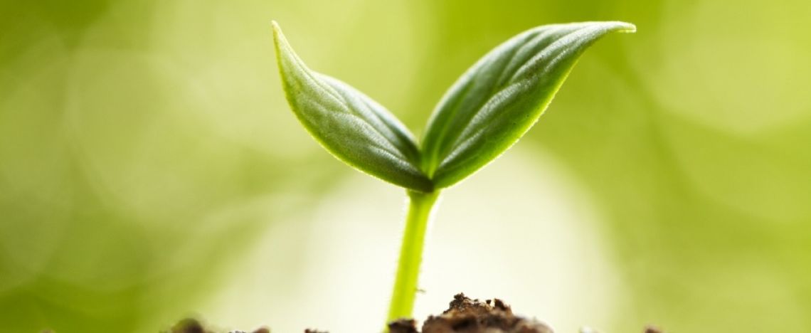 Pace, il seme più piccolo