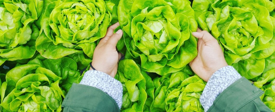 Il micro orto che nasce dagli scarti di cucina