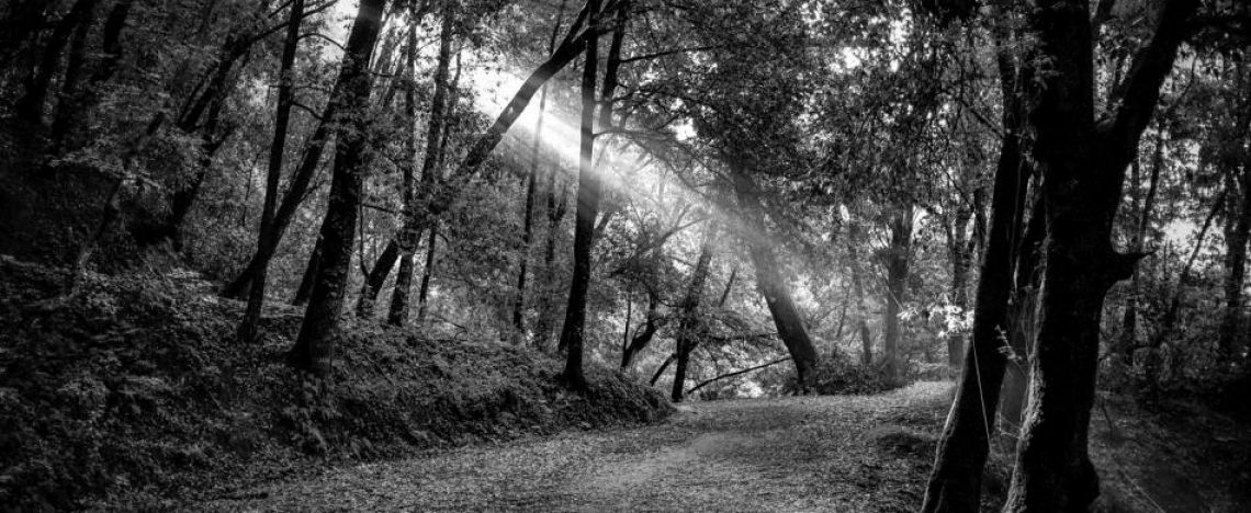 Le foreste italiane «crescono». È una buona notizia o no?