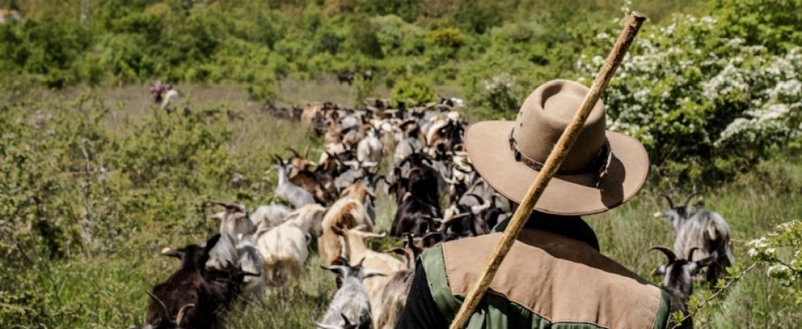 Il cammino dei pastori