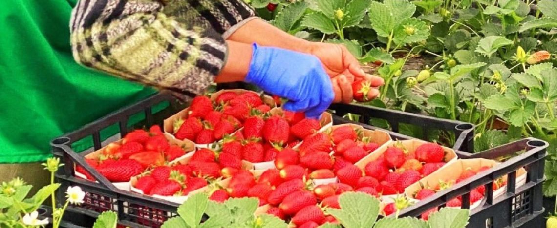 È finita la stagione delle fragole