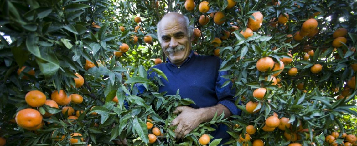 Produttore di agrumi in Calabria, tra le piante di mandarini.