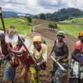 Il Rwanda oggi: nei dintorni di Kibuye, alcune contadine zappano in una piantagione di tè - ©GiovanniMereghetti