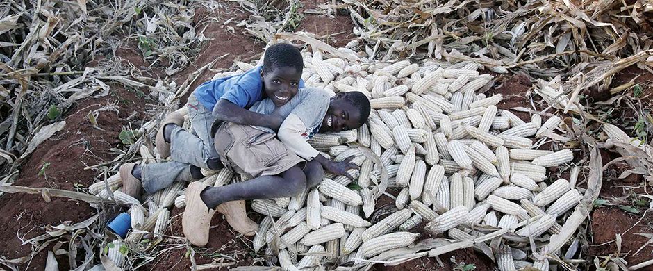 Bambini in Malawi durante la raccolta del mais