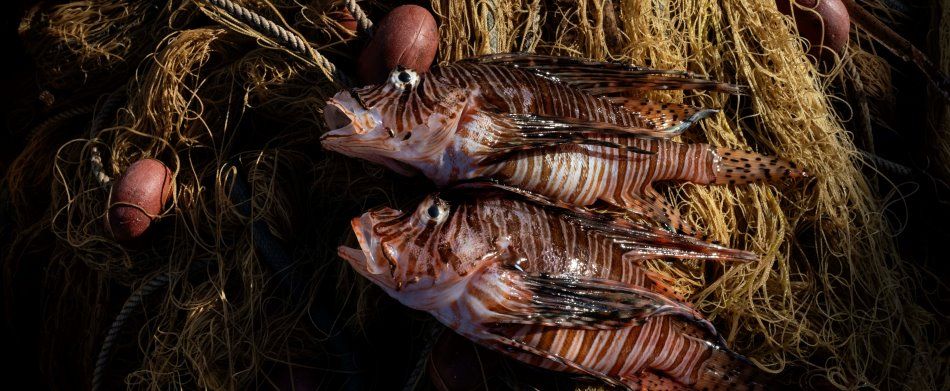 Mostra Hotspot Mediterran