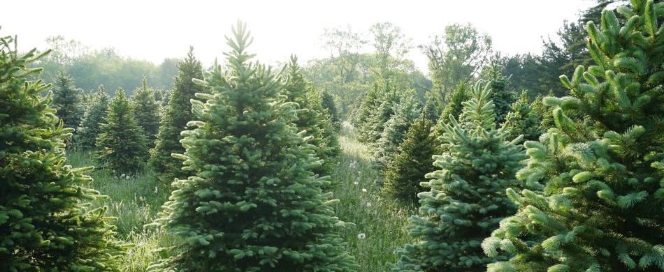 Albero di Natale: il valo