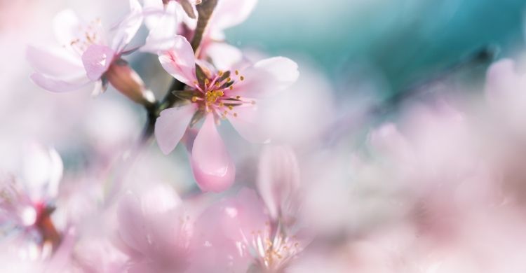Noi, «superfiori» in Gesù Cristo