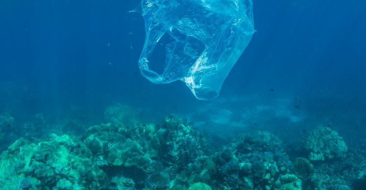 Un sacchetto di plastica incombe sopra un gruppo di coralli.
